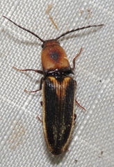 Megapenthes limbalis