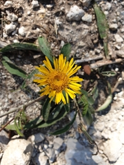 Pentanema montanum