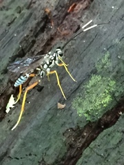 Agonocryptus discoidaloides