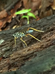 Agonocryptus discoidaloides