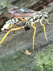 Agonocryptus discoidaloides