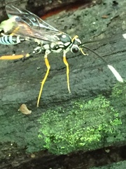 Agonocryptus discoidaloides