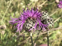 Centaurea scabiosa