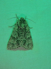 Acronicta impressa