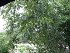 Juglans microcarpa