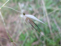 Avena sterilis