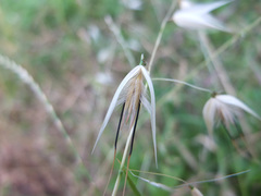 Avena sterilis