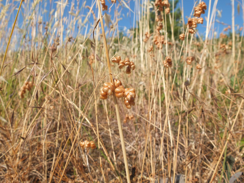 Velika treslica (Briza maxima)