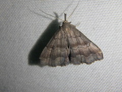 Phalaenostola larentioides