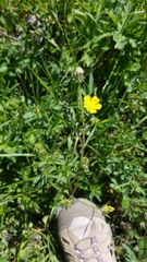 Potentilla diversifolia