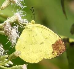 Eurema simulatrix