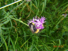 Bombus soroeensis