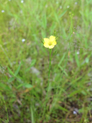 Linum medium texanum