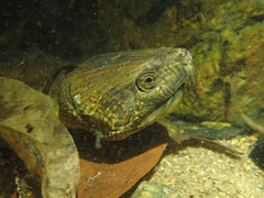 Platysternon megacephalum