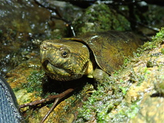 Platysternon megacephalum