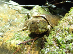 Platysternon megacephalum