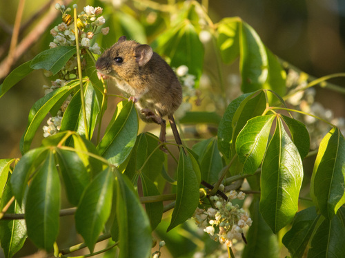 Black-footed Colilargo
