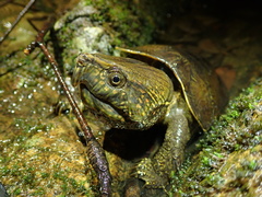 Platysternon megacephalum