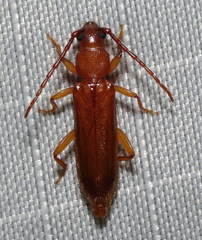 Smodicum cucujiforme