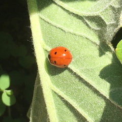 Coccinella septempunctata
