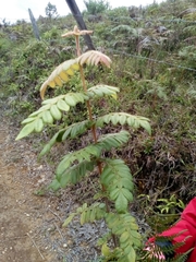 Weinmannia pubescens