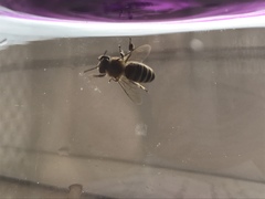 Apis mellifera