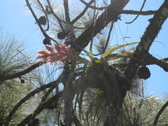 Tillandsia bourgaei