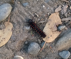 Battus philenor hirsuta