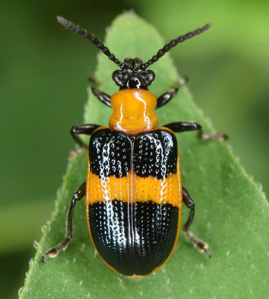 Blue-banded Lema Leaf Beetle