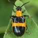Lema solani - Photo (c) skitterbug, algunos derechos reservados (CC BY), subido por skitterbug