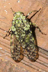 Calyptoproctina
