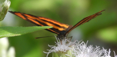 Pantoporia