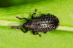 Microrhopala excavata