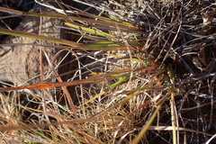 Pogonarthria squarrosa