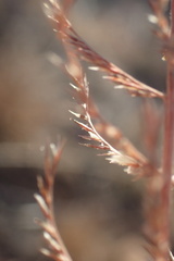 Pogonarthria squarrosa