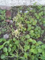 Bouteloua rigidiseta