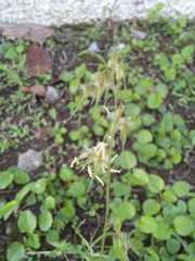 Bouteloua rigidiseta