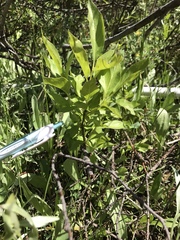Lonicera involucrata