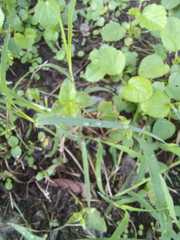 Bouteloua rigidiseta