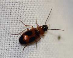 Badister neopulchellus