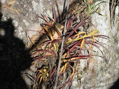 Tillandsia capitata