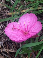 Oenothera deserticola