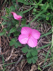 Oenothera deserticola