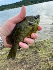 Lepomis gibbosus × macrochirus