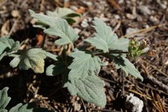 Phacelia hydrophylloides