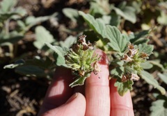 Phacelia hydrophylloides