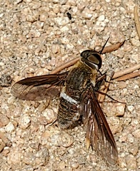 Exoprosopa rostrifera