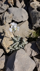 Cerastium biebersteinii