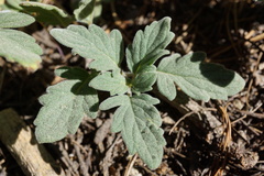 Phacelia hydrophylloides