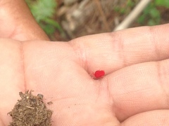 Trombidium